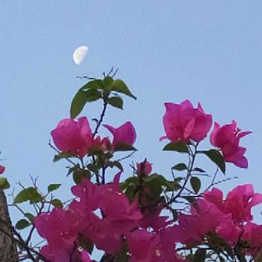 Bougainvillea