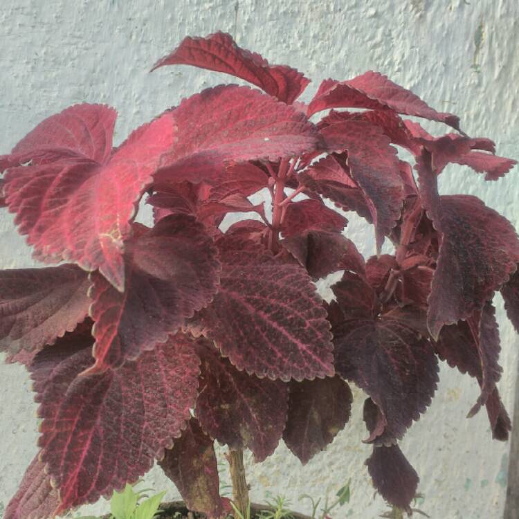 Plant image Solenostemon scutellarioides 'Pas2032' (Wizard Series) syn. Solenostemon scutellarioides 'Wizard Velvet Red'