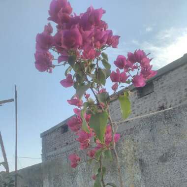 Bougainvillea 'Elsbeth'