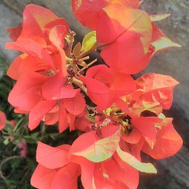 Bougainvillea 'Scarlet O'Hara'