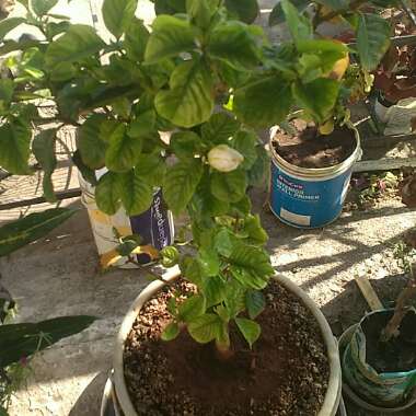 Gardenia Jasminoides 'August Beauty'