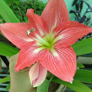 Lily (Species) Orange Lily