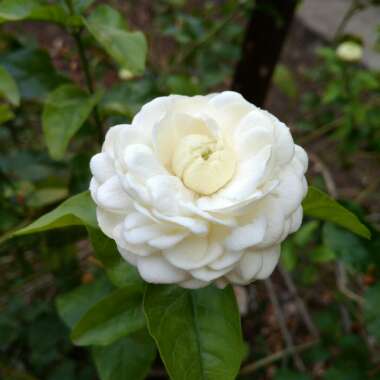 Arabian Jasmine