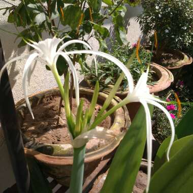 Spider Lily