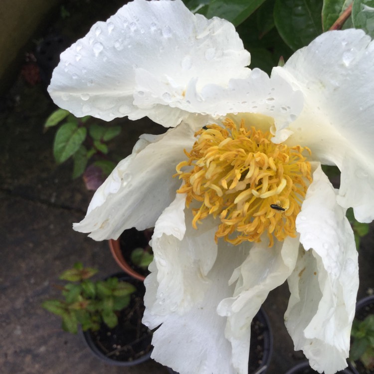 Plant image Paeonia lactiflora 'Krinkled White'