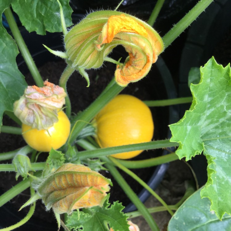 Plant image Cucurbita Pepo var. Cylindrica 'Summer Ball'