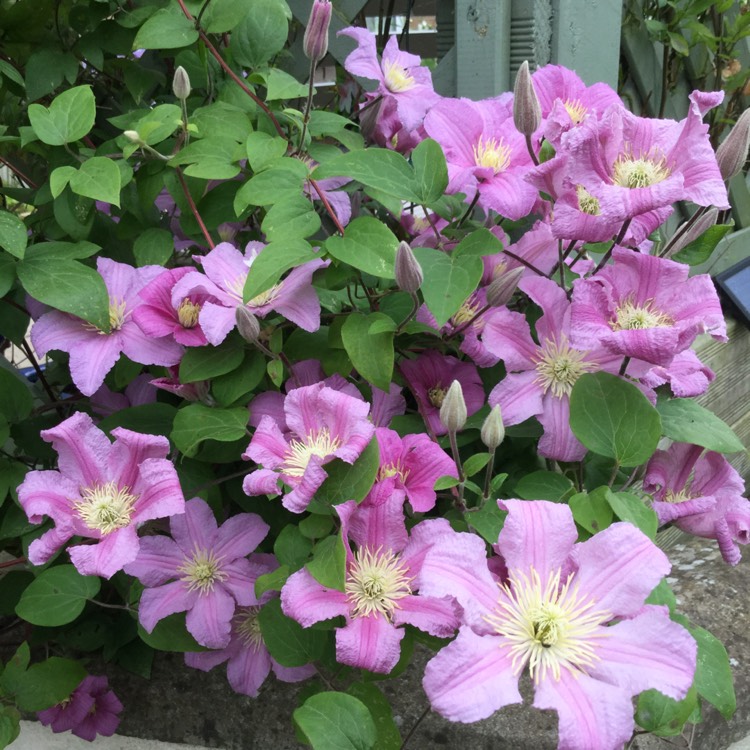 Plant image Clematis 'Comtesse De Bouchaud'