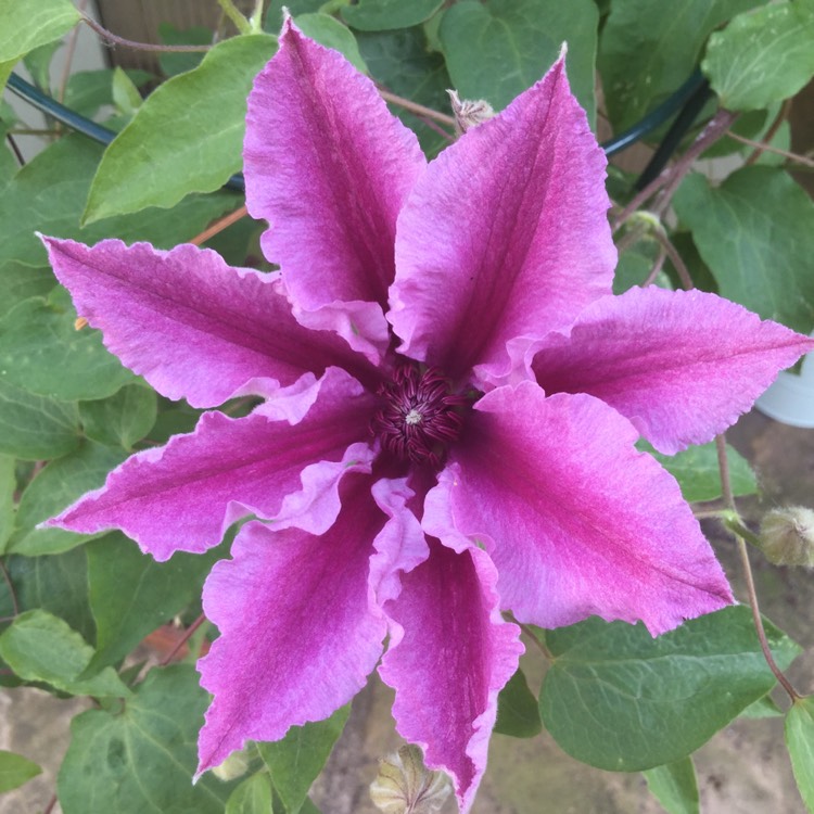 Plant image Clematis 'Ooh La La'™ evipo041