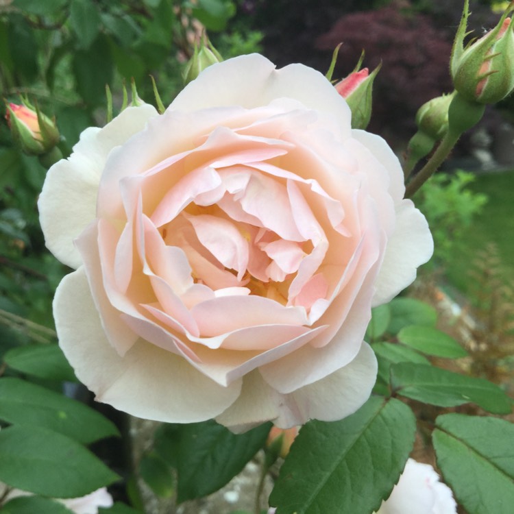 Plant image Rosa 'Ausherbert' syn. Rosa 'The Lady of the Lake'