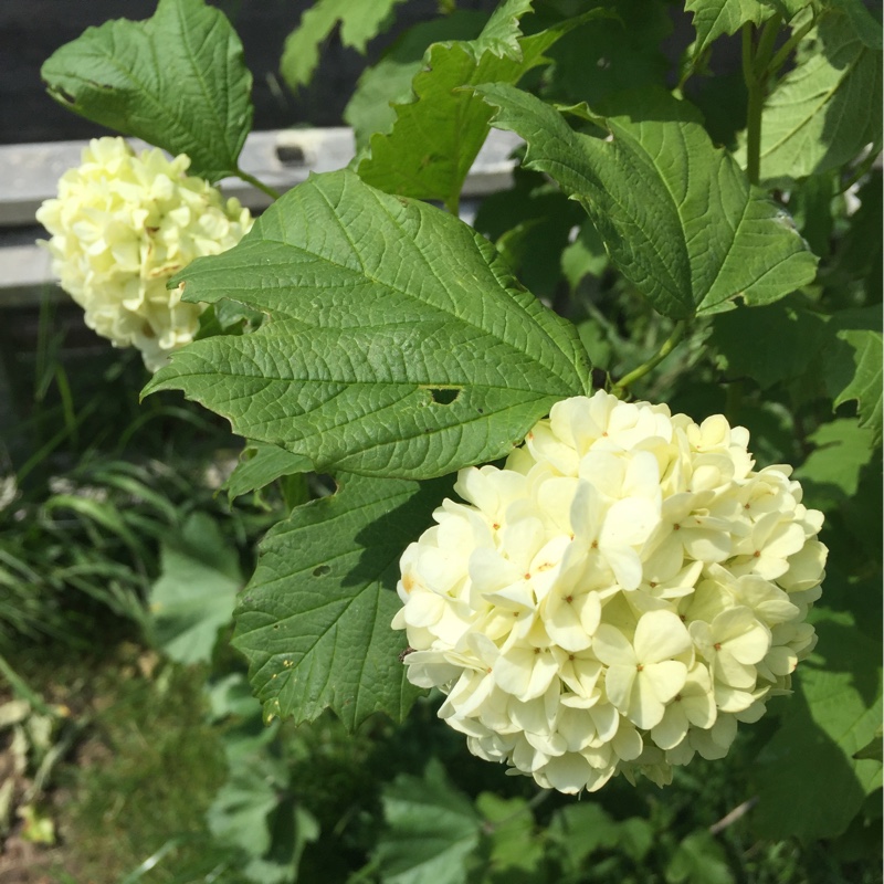 Plant image Viburnum macrocephalum