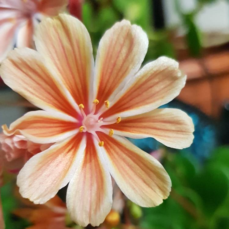 Plant image Lewisia 'Little Peach' (Little Series)