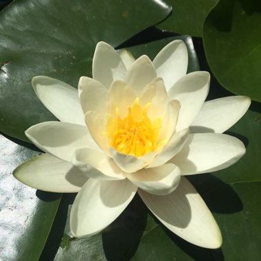 Nymphaea 'Alba'