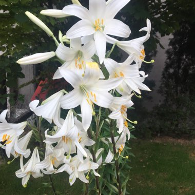 Lilium candidum