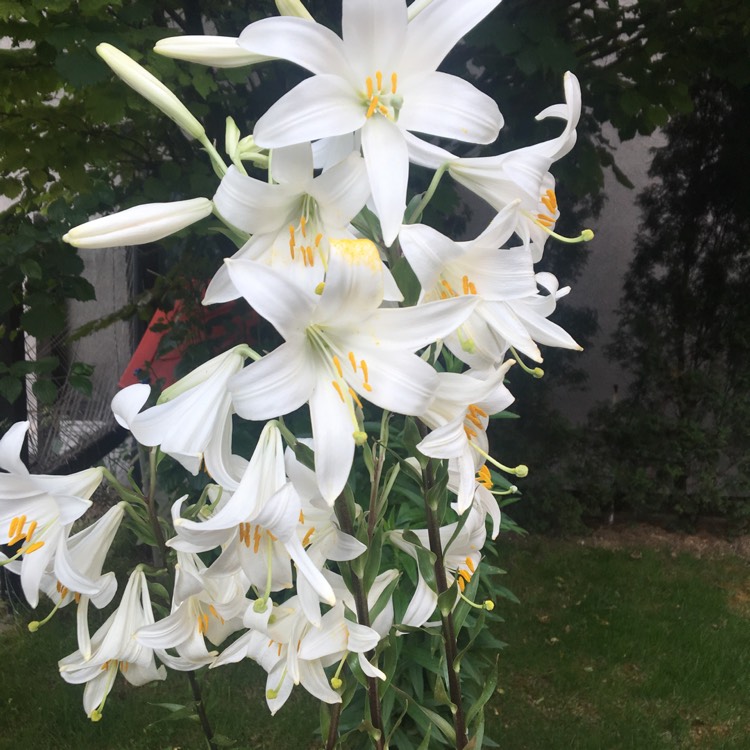 Plant image Lilium candidum