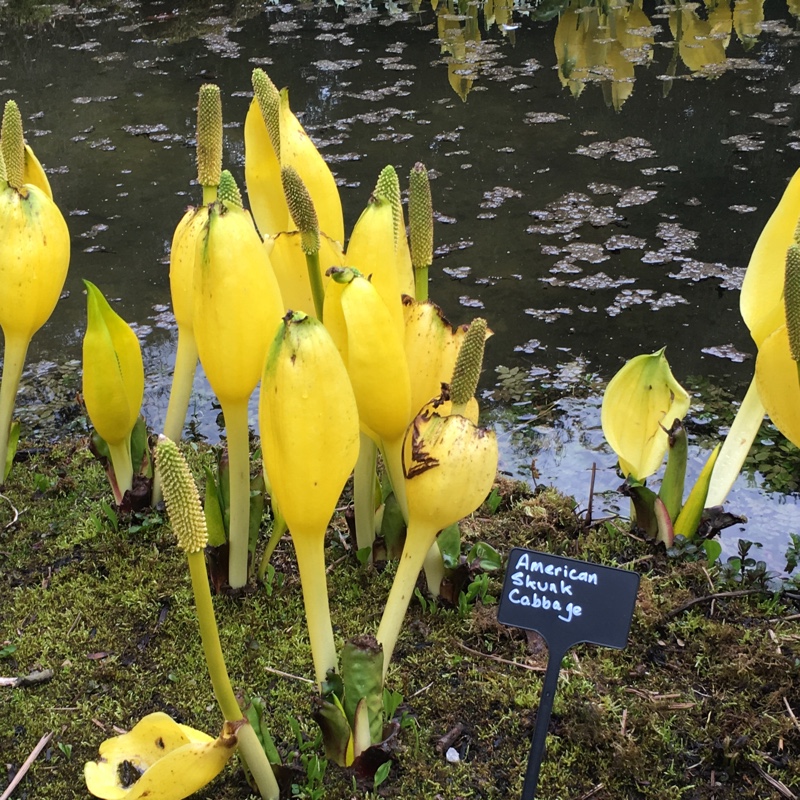 American skunk cabbage