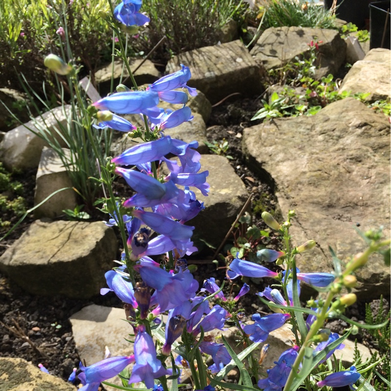 Plant image Penstemon 'Electric Blue'