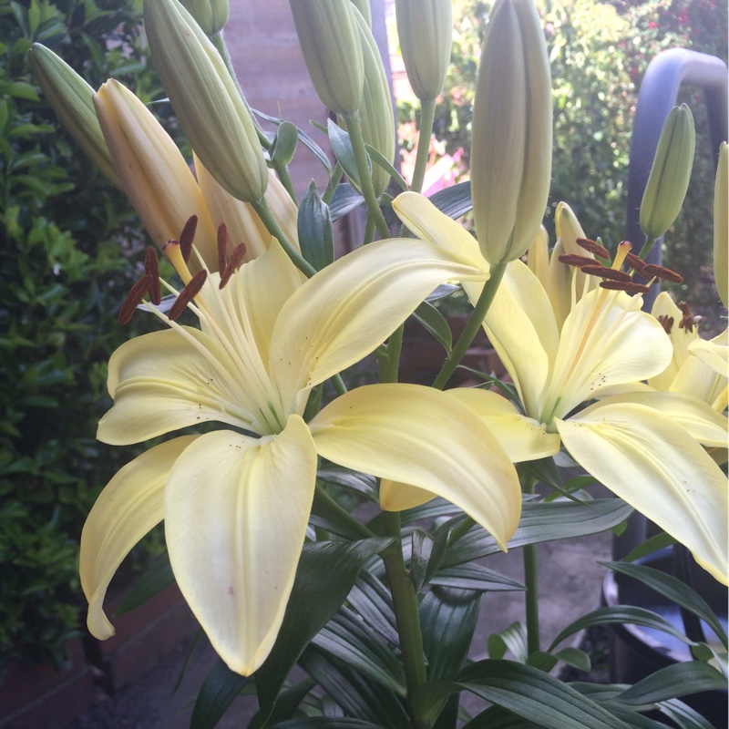 Plant image Lilium 'Golden Joy'