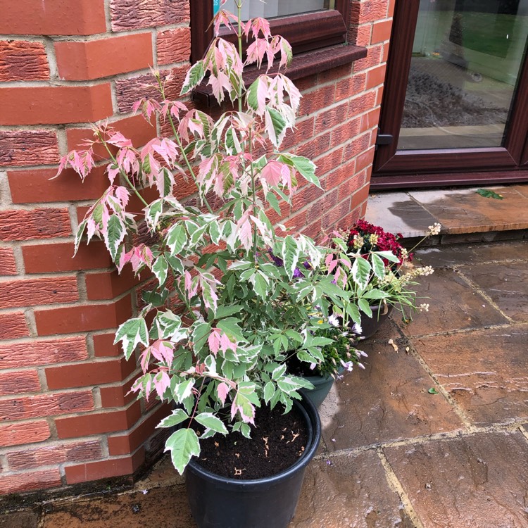 Plant image Acer negundo 'Flamingo'