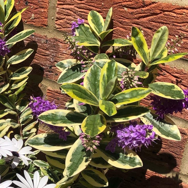 Plant image Hebe 'Silver Queen' syn. Hebe elliptica 'Variegata'