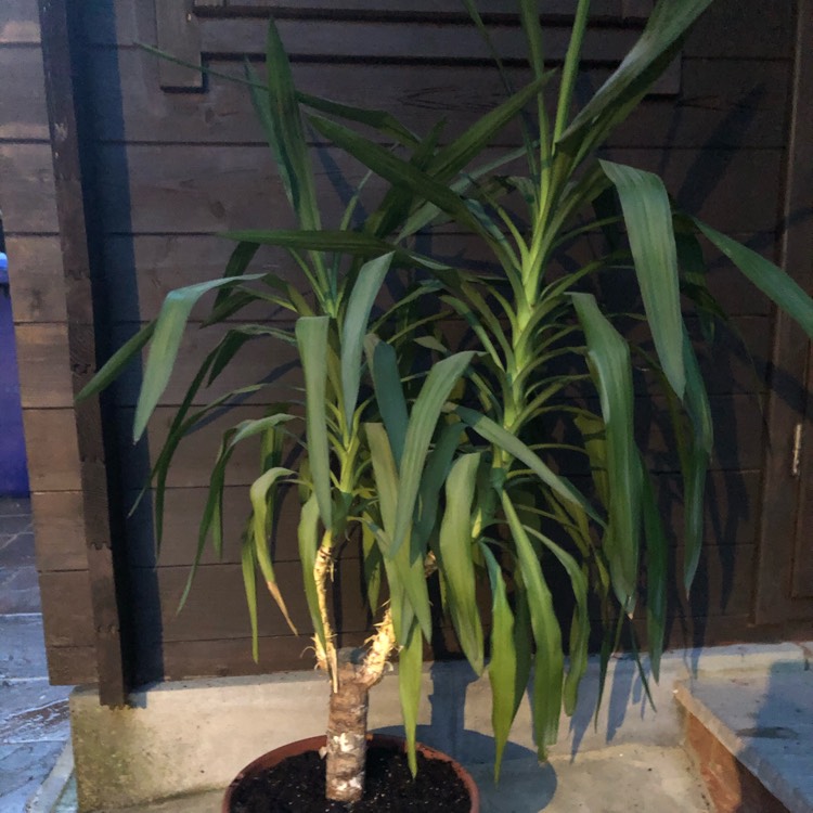 Plant image Yucca gloriosa