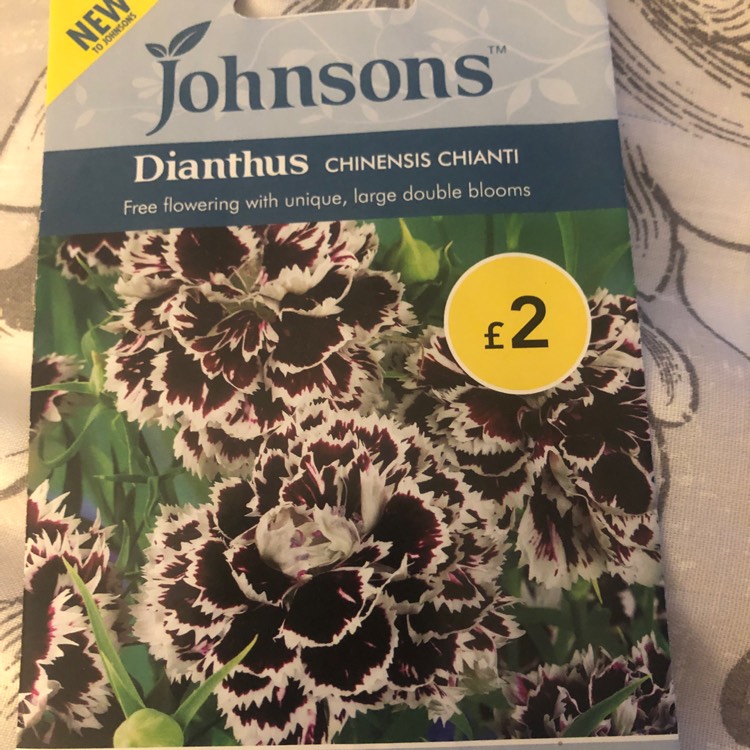 Plant image Dianthus chinensis 'Chianti'