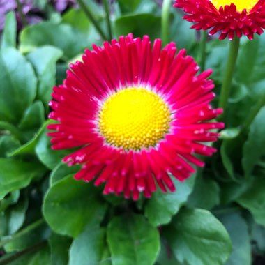 Daisy 'Romi Red'