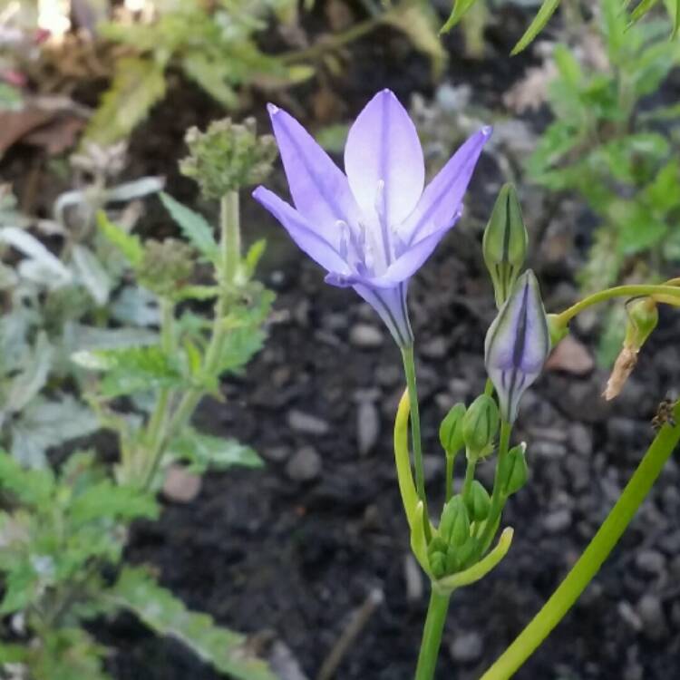 Plant image Triteleia syn. Brodiaea candida ;  Brodiaea laxa