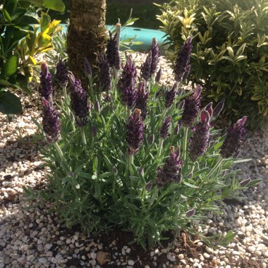 Lavender 'Anouk'