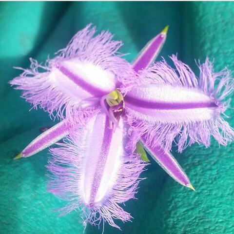 Plant image Thysanotus tuberosus