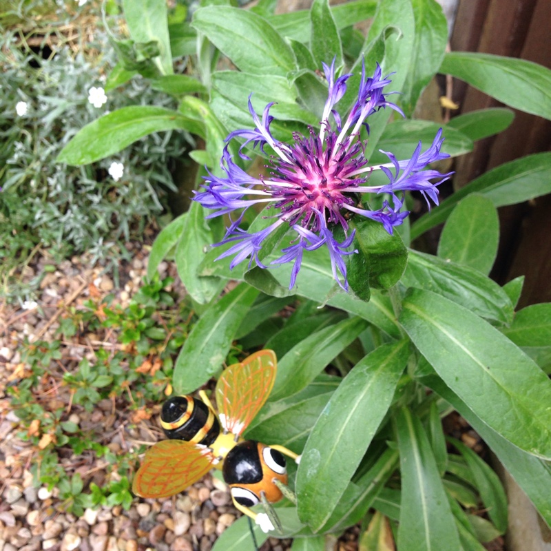 Cornflower