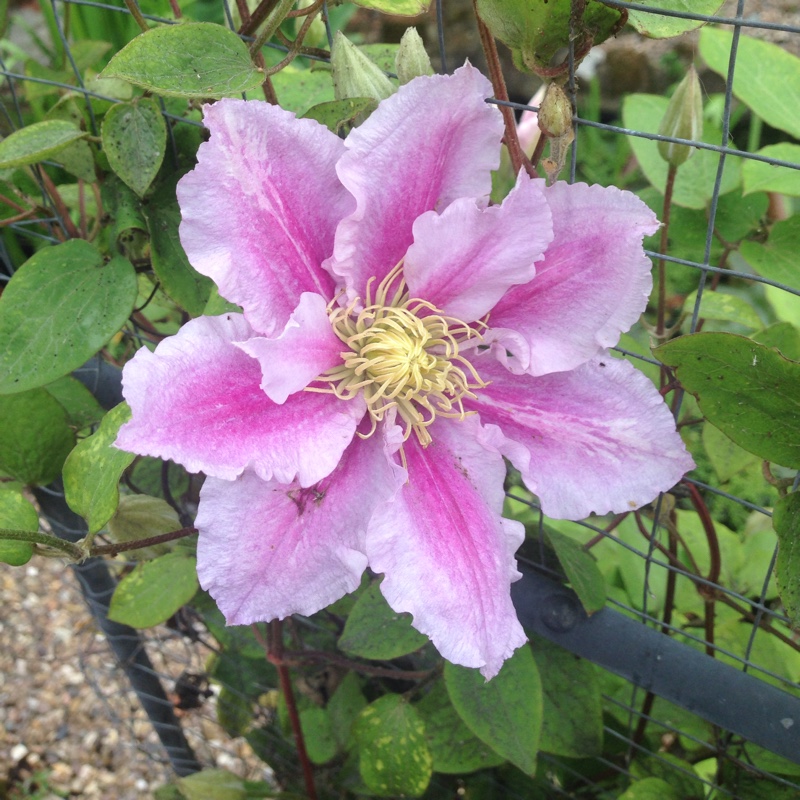 Clematis