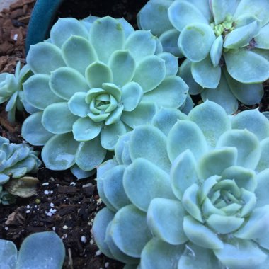 Echeveria