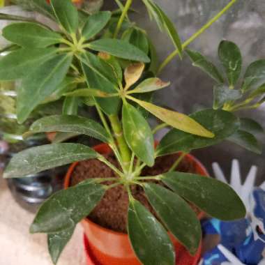 Dwarf Umbrella tree