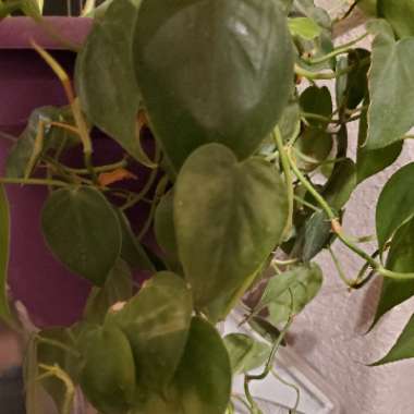 Heartleaf Philodendron