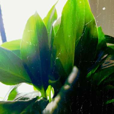 Peace Lily