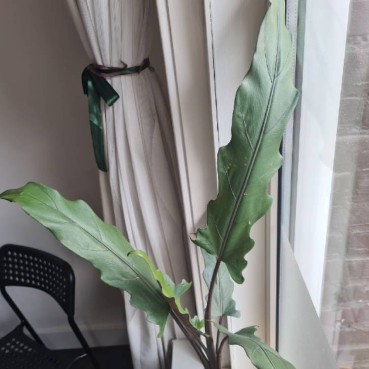 Plant image Alocasia lauterbachiana