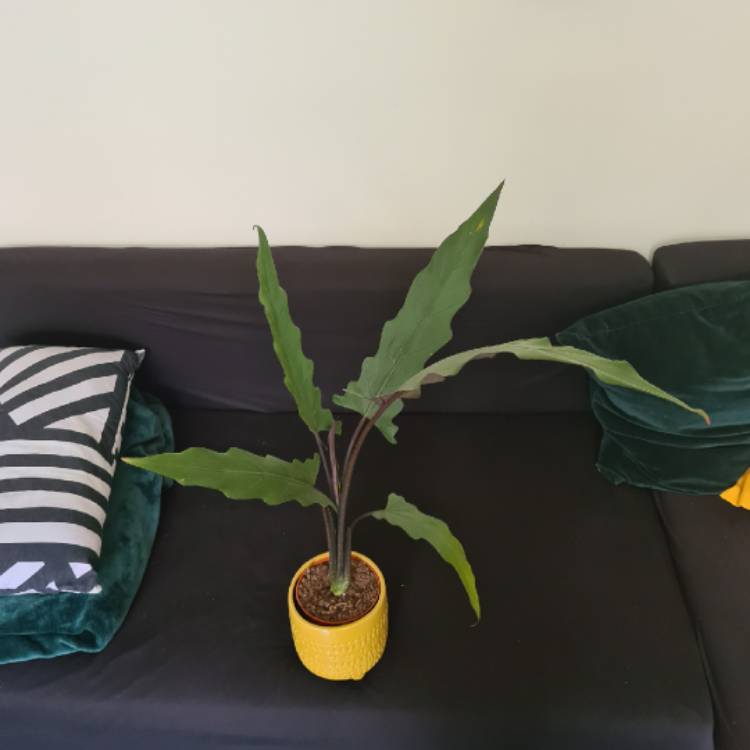 Plant image Alocasia lauterbachiana