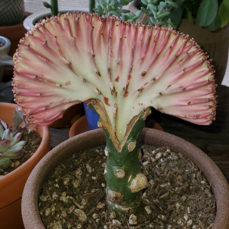 plant image 1247055