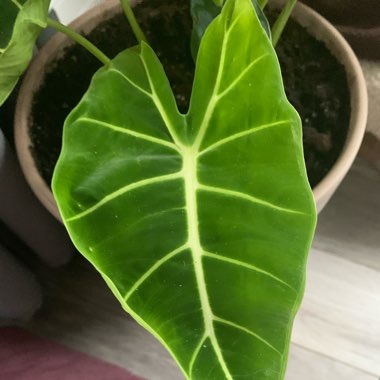 Alocasia Micholitziana