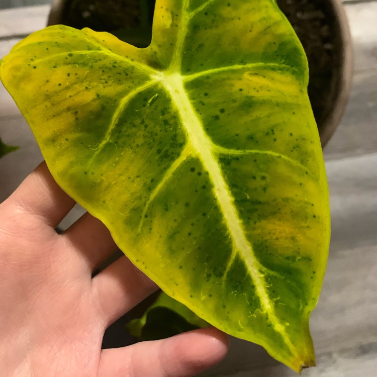 Plant image Alocasia Micholitziana 'Frydek'