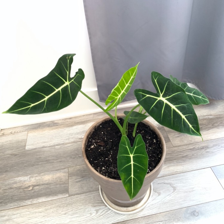 Plant image Alocasia Micholitziana 'Frydek'