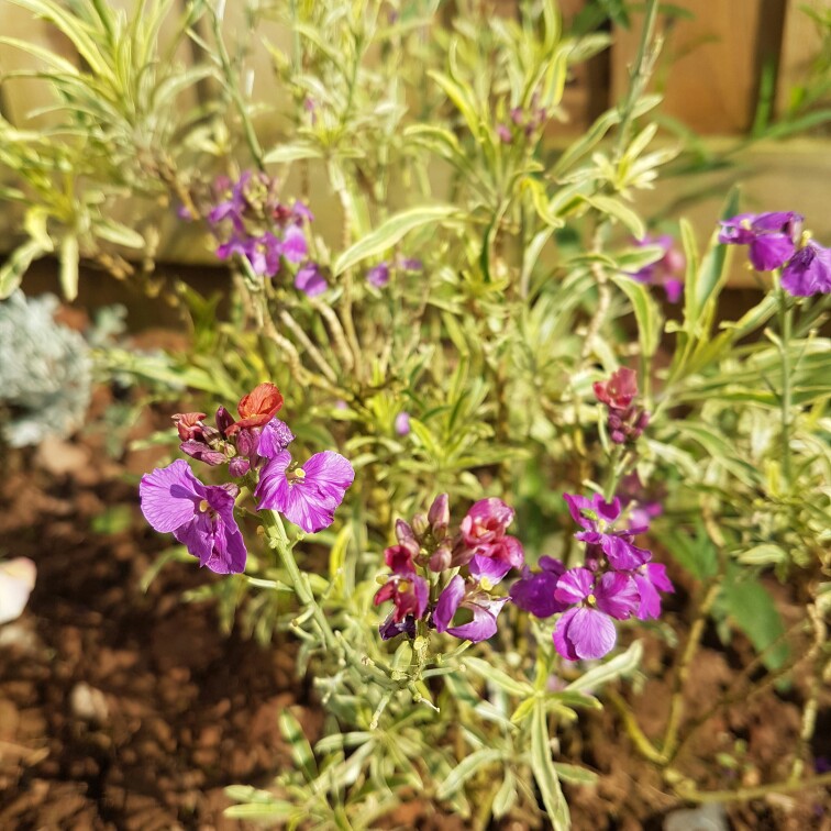 Plant image Erysimum 'Super Bowl Sunset'