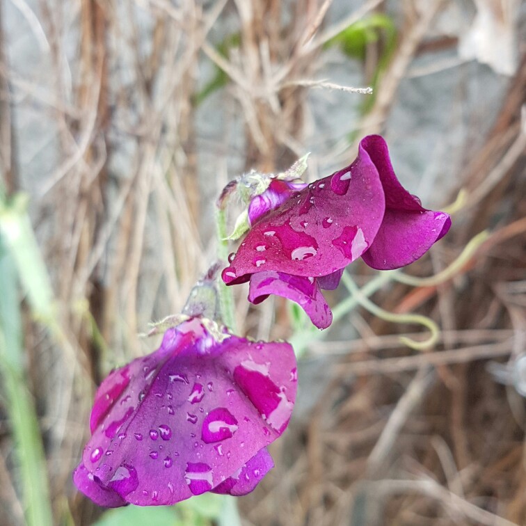 Plant image Lathyrus Odoratus 'Winter Sunshine' (Opal)