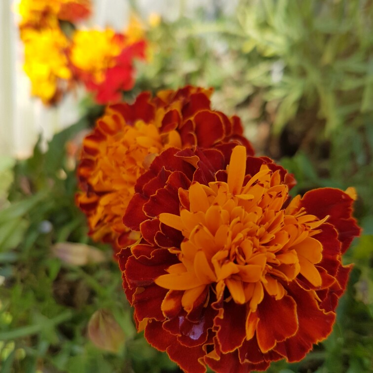 Plant image Tagetes patula 'Striped Marvel'