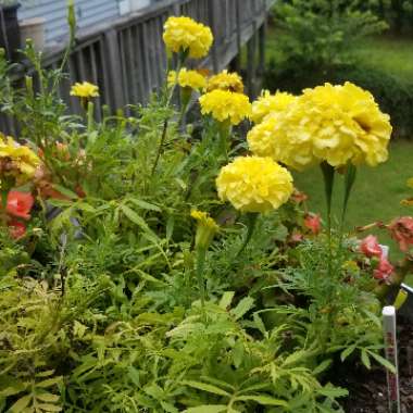 African Marigold