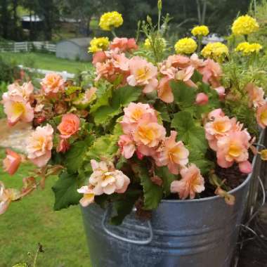 Begonia