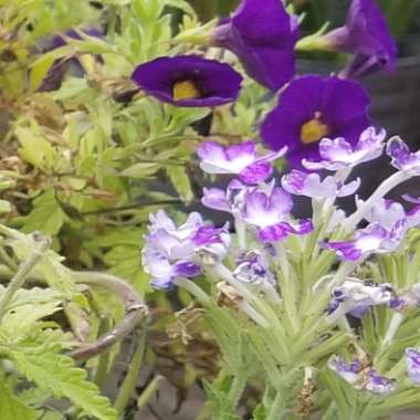 Verbena 'Aztec Pink Magic'