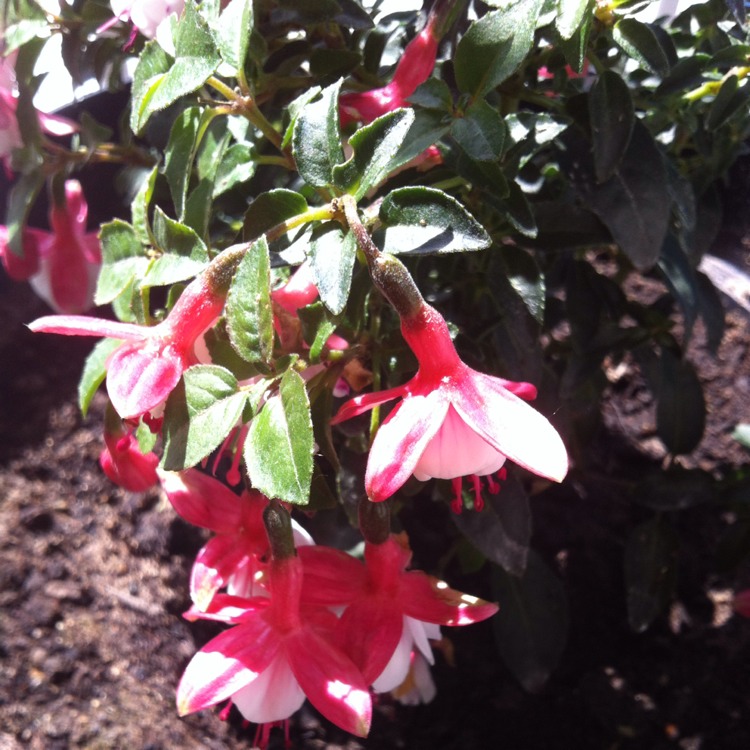 Plant image Fuchsia 'Lady Thumb'