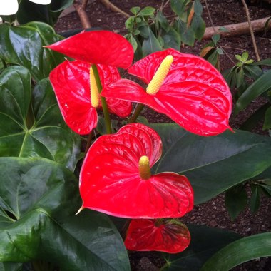 Anthurium (Andraeanum Group)  syn. Anthurium andraeanum