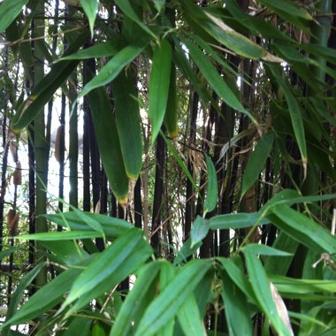 Phyllostachys nigra